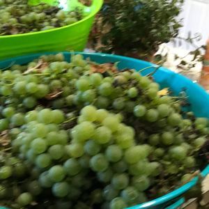 Meet your Posher, Tan